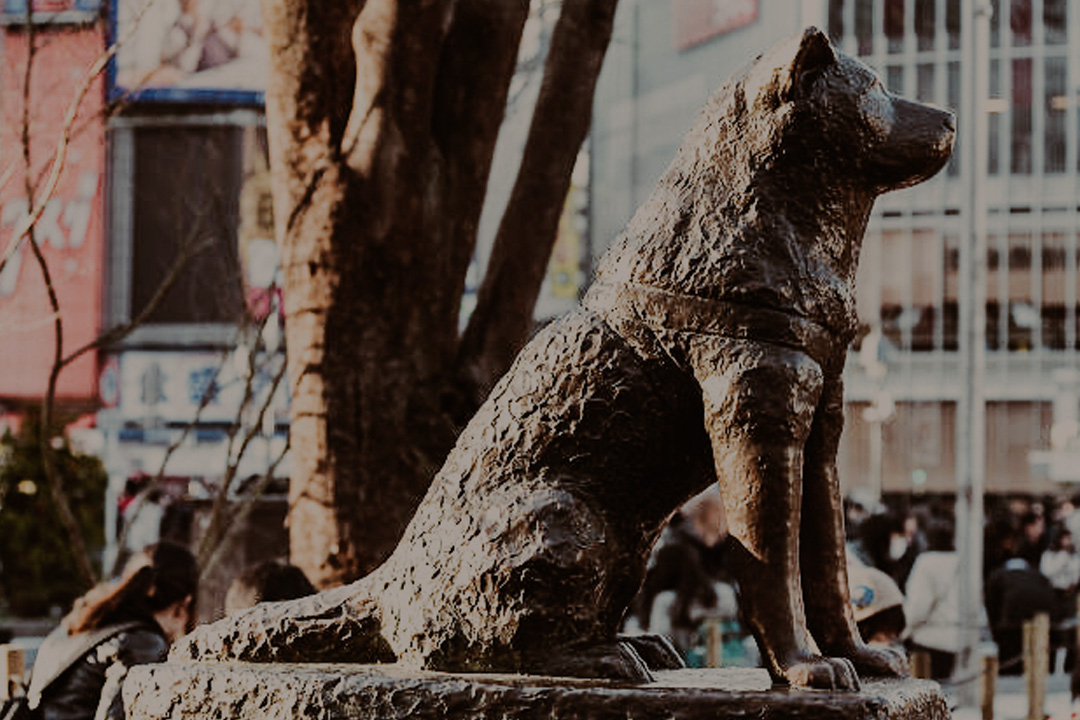 Tutti, ma proprio tutti conoscono la storia del fedele Hachiko, il cane che negli anni 30 commosse i cuori di tutto il mondo per la sua fedeltà profonda, non tutti però conoscono alcuni particolari su questo dolce cane la cui statua simbolo si erge a Shibuya.